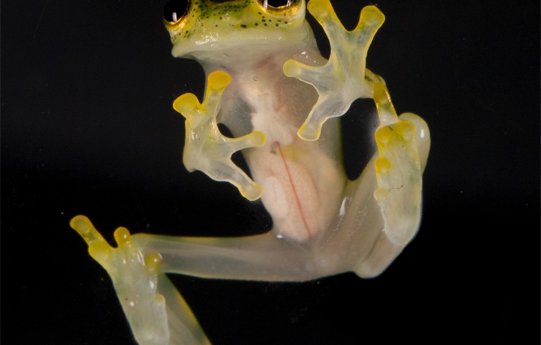 Reticulated glass frog CREDIT: Julie Larsen Maher/WCS